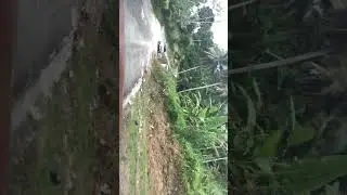 Jamaica and St Mary Trip from Mile Gully Part 1 @insidejamaica
