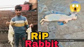OMG 😱 RiP Rabbit 🐇 #viralvlog #dailyvlog part ll 3 @bilalpethouse