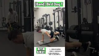 Bird Dog T with Band｜Core Stability & Scapular Control