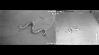 Sidewinder robots slither like snakes (video 1)