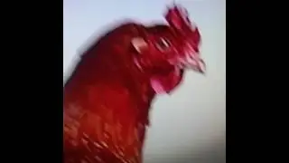 Chiken sing