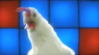 #Chicken Song - Funny animals #鸡歌