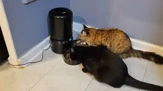 Cat feeder 3000