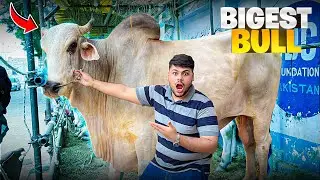 Biggest Bulls🐂 & Camels🐫 Qurbani Of Pakistan 🇵🇰