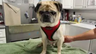 bokvideo