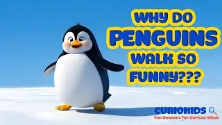 Why Do Penguins Waddle? 🐧 | Learning Videos for Kids | Curio Kids
