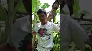 Banana and root crops harvest💯👍🍌🍠 #iloiloprovince #farmlife #provincelife #farming #shortsvideo