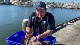 Fresh Catch Of The Day 2022