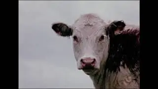 The secret to life is happiness and cows