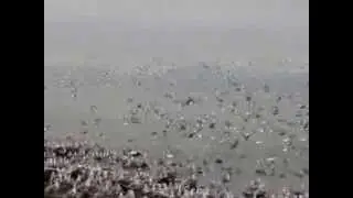 Massive numbers of gulls wheeling above herring roe 2014 Georgia Strait BC