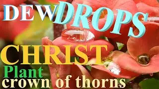 Amazing Dew Drops on Flowers, Crown of Thorns, Jesus Plant, Christ Thorn