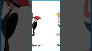 #birds #birdsname #birdsnameinenglish #birds #kids #children #youtubeshorts #shorts