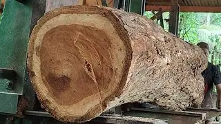 Big and beautiful, this is the form of local teak wood