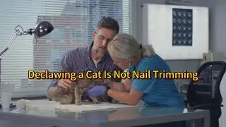Cat Declawing Explained: Why It&rsquo;s Amputation, Not Nail Care