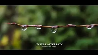 Nature After Rain, Cinematic Video #videography #cinematic