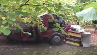 Zbiór orzechów laskowych Izdebno 2021