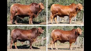 2019 Droughtmaster National Sale - Garthowen bulls