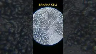 BANANA CELL UNDER MICROSCOPE #science #study #microscope #tissue #biology #rcclasses #trendingshorts
