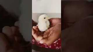 This video for Animals Lovers //