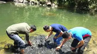 Ikan kelah Sabah