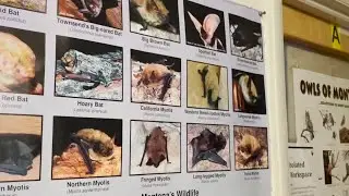 Bat Week celebrated at Glacier National Park