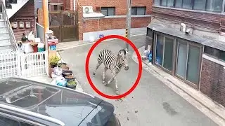 Zebra Escapes Zoo in South Korea