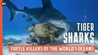 TIGER SHARKS: Turtle Killers of the World&rsquo;s Oceans | Wildlife Documentary