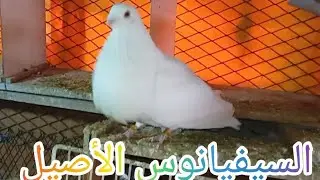 توليعة جديدة# في يوم الجمعة# 16.1.2026#تحياتي لجميع الموالع ♥️💪🕊️👑🇲🇦🇲🇦🇲🇦🇲🇦👍👍#pigeon #pigeon #birds 