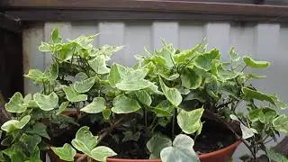 Хедера (Плющ) Хеликс Ева  Hedera (Ivy) Helix Eva