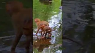 Adorable Baby Kendra & Kenzo Swimming