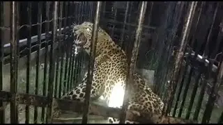 Leopard Trapped In Cage At Medak While Attacking On Calf | Telangana