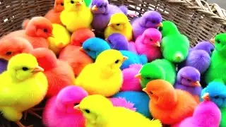 Ayam Lucu, ayam warna warni, ayam rainbow, kelinci lucu, bebek lucu, ikan koi, Hewan Lucu 01