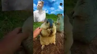 Cute Marmot Life! #shorts #factz99 #short #viral