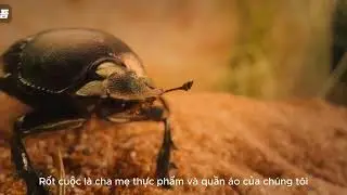 Kh&aacute;m ph&aacute; thế giới lo&agrave;i bọ hung - Thế giới động vật - Cuộc sống hoang d&atilde; #DiscoveryAnimalTV