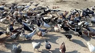Kaka Kala Multan Lahore Liya Dera Ghazi Khan Rajapur2000