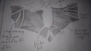 making bat for biology project
