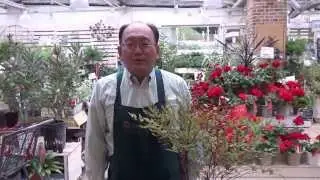 ナンテンの育て方・日常管理
