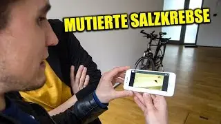 RIESIGE SALZKREBSE IN DER BADEWANNE & LEGO PACK OPENING
