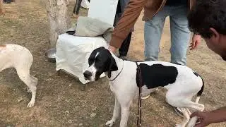 🐾 English Pointer Show Preparation | FCI CACIB International Dog Show 🏆