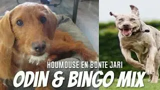 Houmouse en Bonte Jari - Odin & Bingo Mix