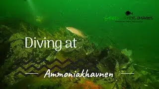 Diving at Ammoniakhavnen | Little Belt | Denmark