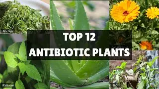 12 Medicinal Plants with Natural Antibiotic Effects..