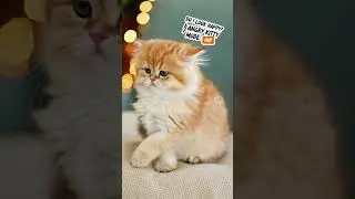 Angry kitty Back (#missingcore #angrykitty )