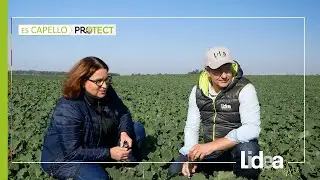 Stan wegetacji ES Capello Protect | G.R. Chomętowo | LIDEA | YARA