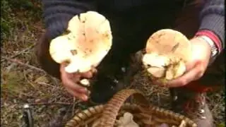 a54 Clitocybe geotropa