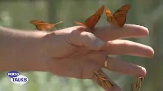 Butterflies at Desert Botanical Garden l FOX 10 Talks