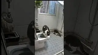 #dailypets #cat #cats #catlovers #usa #viralvideo #viralshorts