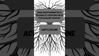 Top Questions & Answers About the Peripheral Nervous System (PNS) | Neuro Q&A for Students