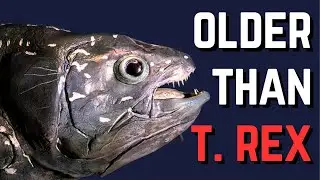 The 400-Million Year Old Fish That Refused To Die
