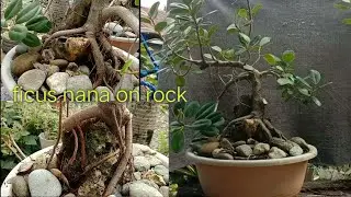 Ficus Nana # Mini bonsai On the Rock